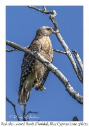 Red-shouldered Hawk (Florida)