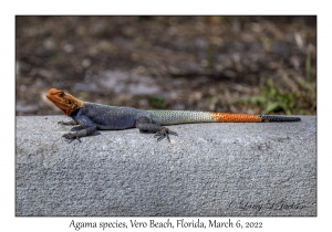 Agama species