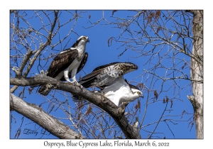 Ospreys