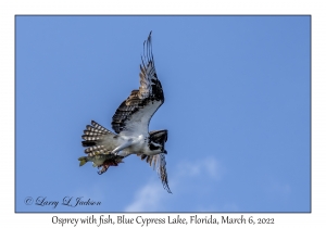 Osprey with fish