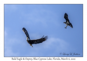 Bald Eagle