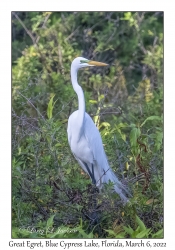 Great Egret