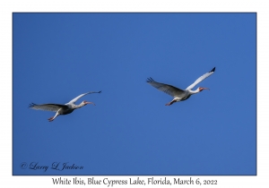 White Ibis