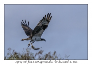 Osprey with fish