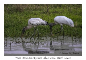 Wood Storks