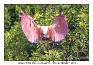 Roseate Spoonbill