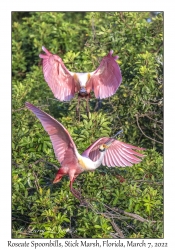 Roseate Spoonbills