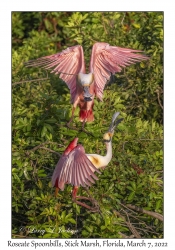 Roseate Spoonbills