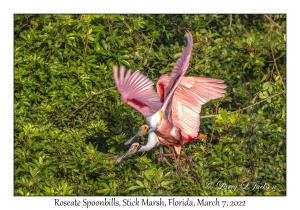 Roseate Spoonbills