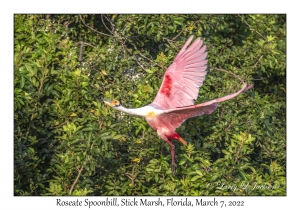 Roseate Spoonbill