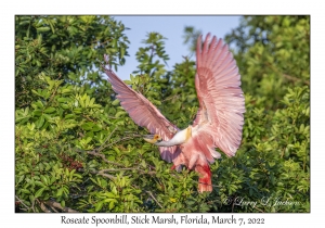 Roseate Spoonbill