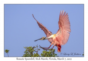 Roseate Spoonbill