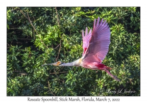 Roseate Spoonbill