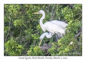 Great Egrets