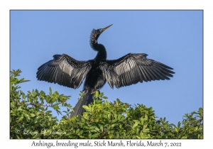 Anhinga