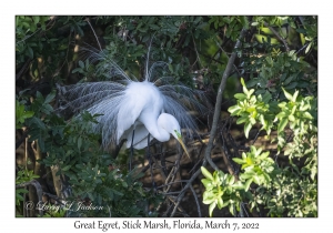 Great Egret