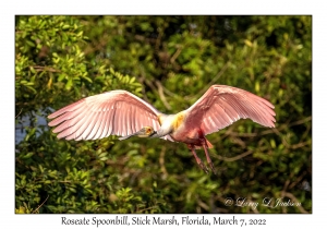 Roseate Spoonbill