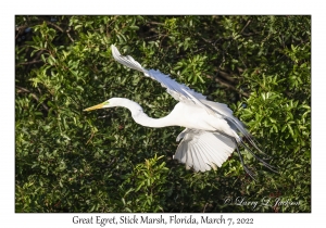 Great Egret