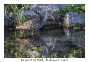 Limpkin