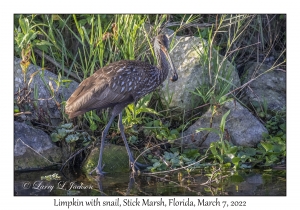 Limpkin with snail