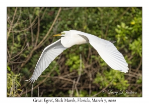 Great Egret