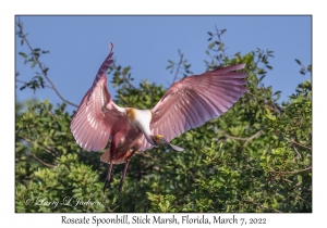 Roseate Spoonbill