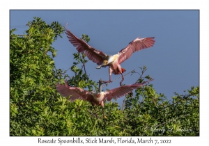 Roseate Spoonbills