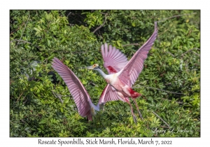 Roseate Spoonbills