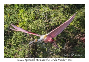 Roseate Spoonbill