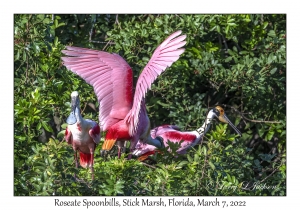 Roseate Spoonbills