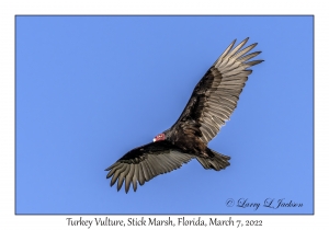 Turkey Vulture