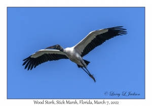 Wood Stork