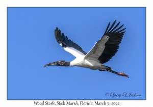 Wood Stork