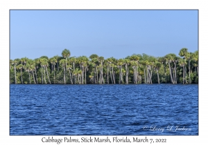 Cabbage Palm