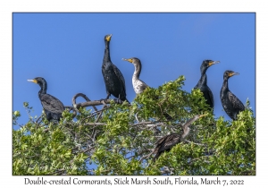 Double-crested Cormorants