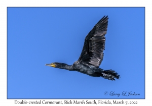 Double-crested Cormorant