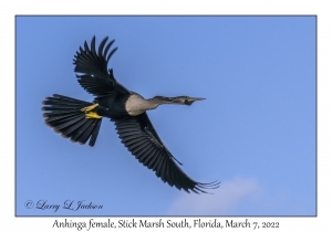 Anhinga