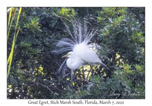 Great Egret