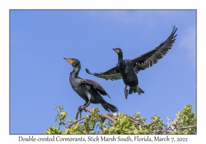 Double-crested Cormorants