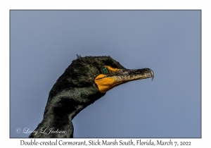 Double-crested Cormorant