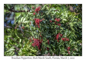 Brazilian Peppertree