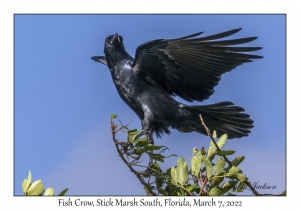 Fish Crow