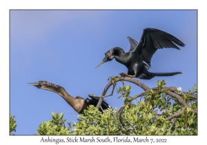 Anhinga