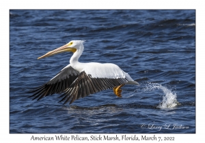 American White Pelican