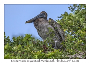 Brown Pelican