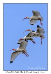 White Ibis