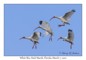 White Ibis