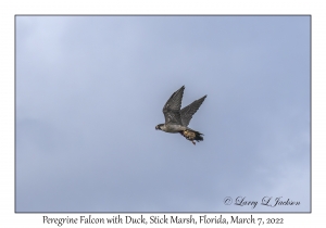 Peregrine Falcon with duck