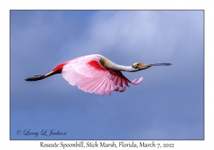 Roseate Spoonbill