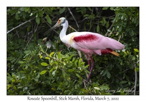 Roseate Spoonbill